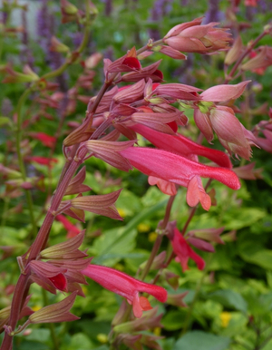 Ember's Wish Salvia, Salvia x 'Ember's Wish'